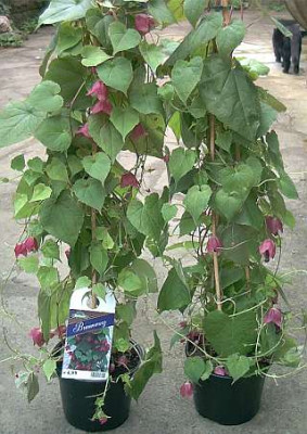 Rhodochitonkauf.jpg