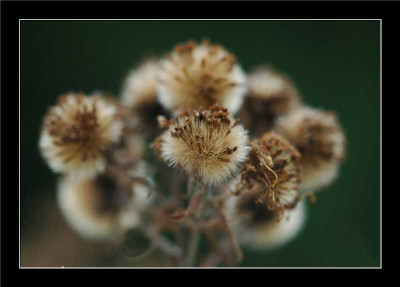 Aster_X_1_27-11-05.jpg