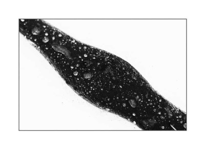 Glycinia_1_27-11-05.jpg
