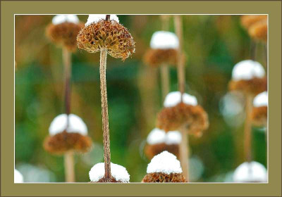 Phlomis_1_27-11-05.jpg