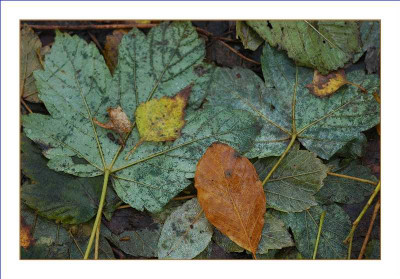 Blattstruktur_6_27-11-05.jpg