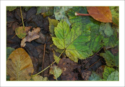 Blattstruktur_7_27-11-05.jpg