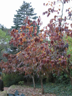 Kaki_20041101_02.jpg