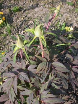 P.Renkaku_Knospen_2.jpg