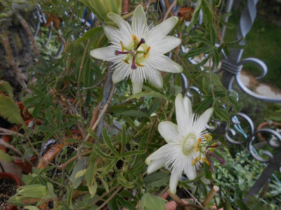 DSCN0285.JPG