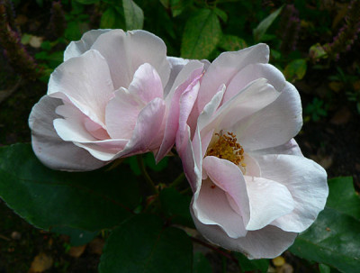 1souvenir-de-st-annes.jpg