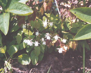 Epimedium_youngianum_Niveum.jpg