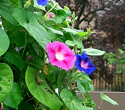 C.tricolor1.jpg