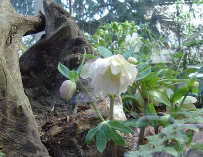 Helle-gefuellt-weiss2.jpg
