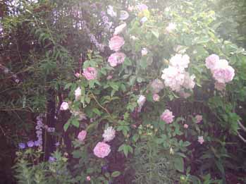Duchesse_d_Angouleme_Hab_05_Kopie.jpg