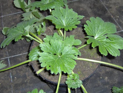 geranium_specie_verkleind.JPG