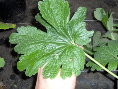 geranium_blad_verkleind.JPG