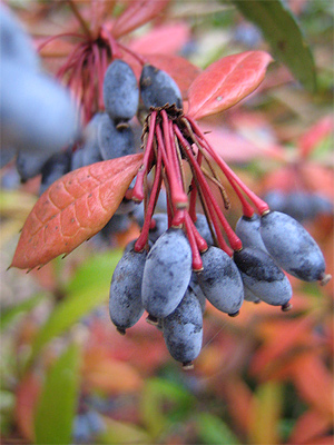 berberis_julianae_fruechte.jpg