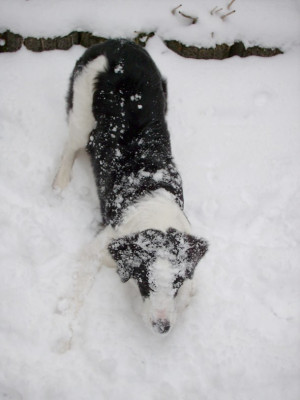beska_im_schnee1_05_018.jpg