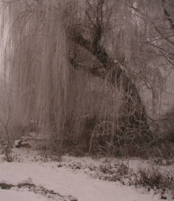 2005-12-02_trauerweide.jpg
