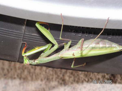 mantis-nov05-a.jpg