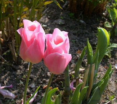 Tulpe_rosa_1.jpg