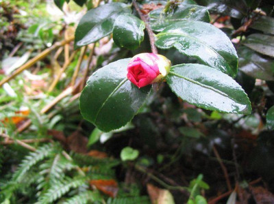 Camellia_sasanqua-Hybride___f.jpg