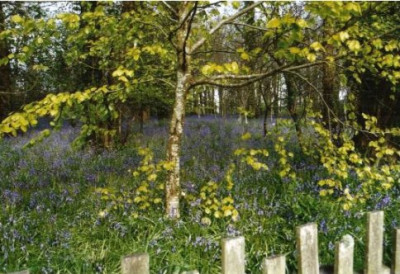 Bluebells-1998.JPG
