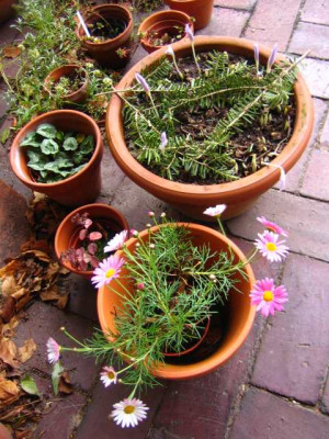 Herbstkrokusse-im-Winter.jpg