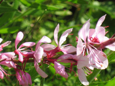 gaura2-2005.jpg