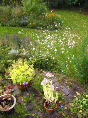 gaura-sept05.jpg
