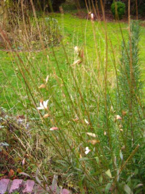 gaura-wei.jpg