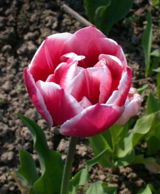Tulpe_gefullt_1.jpg