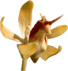 Vanda_cristata_Kopie.gif