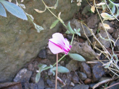 Cyclamen_hederifolium___f..jpg