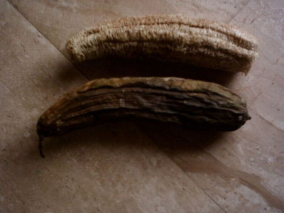 Luffa.jpg