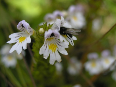 Euphrasia.jpg