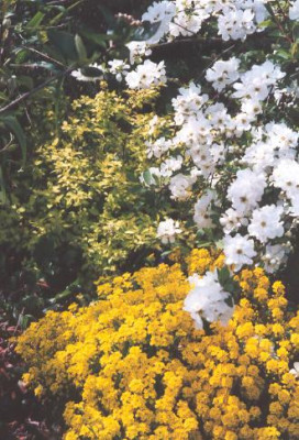 Exochorda_Alyssum_Spirea.jpg