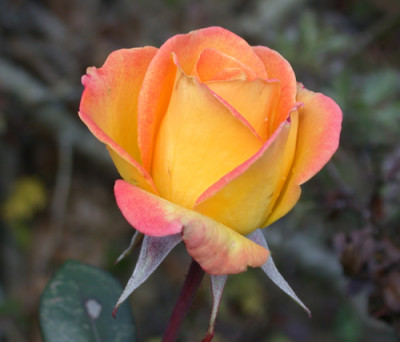 Rouge_et_Or_S2_20962.jpg
