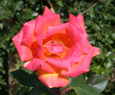 Rouge_et_Or_S2_9771.jpg