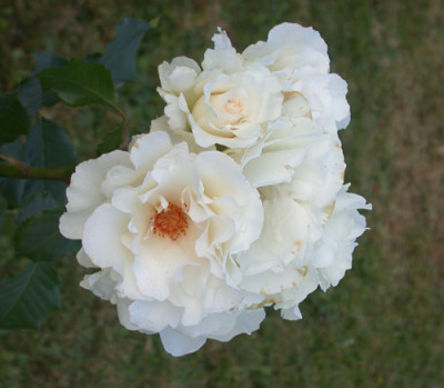 Margaret_Merril_HS_8434.jpg