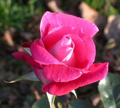 Manou_Meilland_HS_21106.jpg