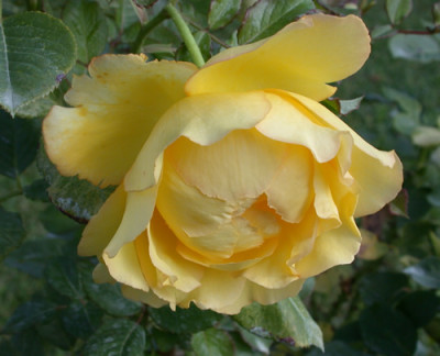 Mountbatten_8921.jpg