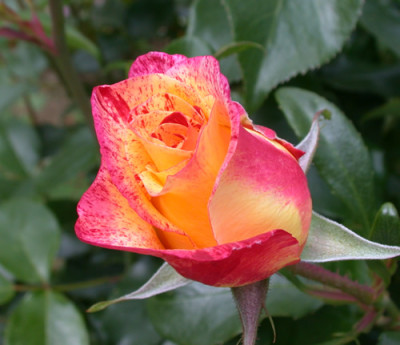 Camille_Pisarro_S3_1428.jpg