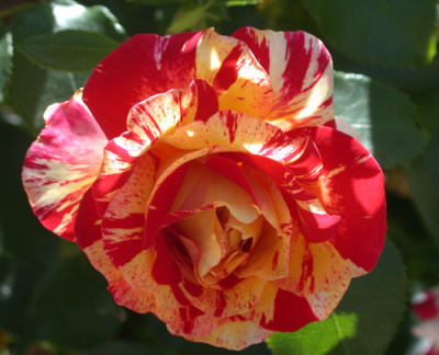 Camille_Pisarro_S3_8795.jpg