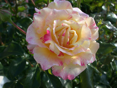 Camille_Pisarro_S3_2256.jpg