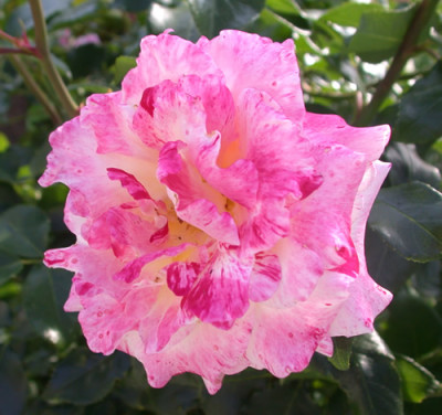 Camille_Pisarro_S3_2259.jpg