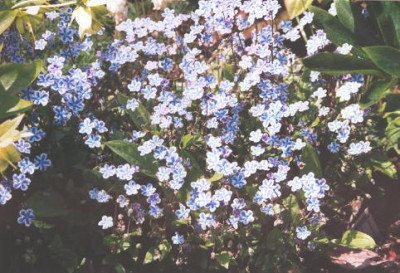 Omphalodes_verna_Starry_Eyes.jpg