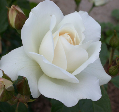 Rose_Schneewittchen_S1_0519.jpg