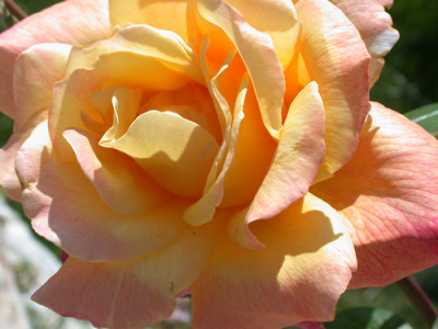 Sutters_Gold_2404.jpg