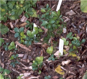 Seedlings.jpg