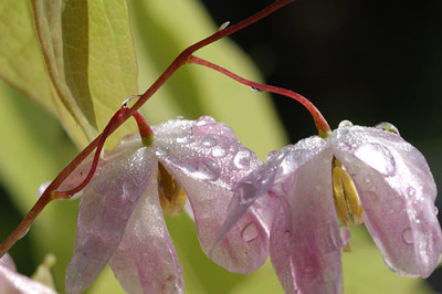 epimedium_roseum_4493.jpg