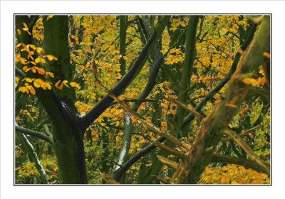 Wald_8_27-11-05.jpg
