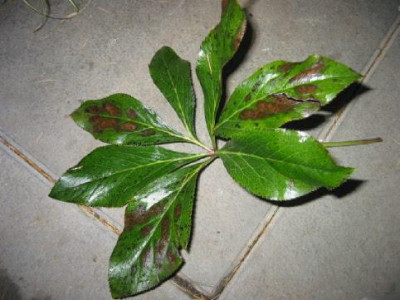Helleborus_Blatt_1.jpg