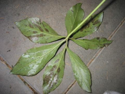 Helleborus_Blatt_2.jpg